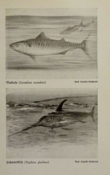 1926 - Fische - Makrele, Schwertfisch / Schlammspringer, Seehase - alter Druck